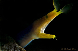 Blue Ribbon Eel by Robert Polo 